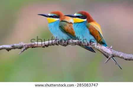 Similar – Portrait of a colorful bird