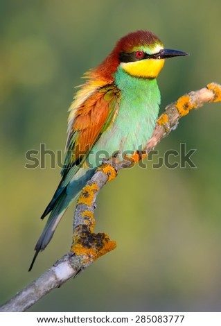 Similar – Portrait of a colorful bird