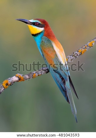 Similar – Image, Stock Photo ortrait of a colorful bird