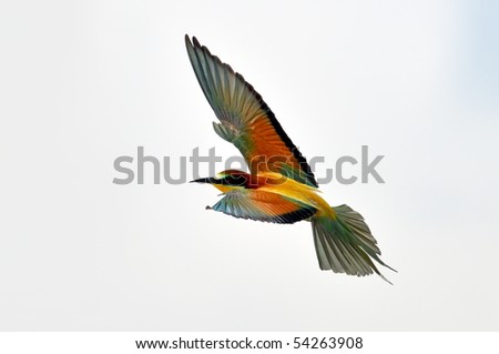 european bee-eater (Merops Apiaster) outdoor