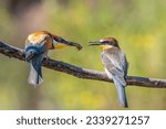 European bee-eater, Merops apiaster. A parent feeds a chick that has just left the nest