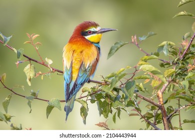 European Bee-Eater (Merops apiaster) perched on Branch near Breeding Colony. This bird breeds in southern Europe and in parts of north Africa and western Asia. Wildlife scene of Nature in Europe.