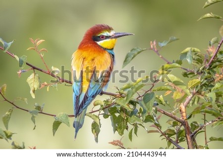 European Bee-Eater (Merops apiaster) perched on Branch near Breeding Colony. This bird breeds in southern Europe and in parts of north Africa and western Asia. Wildlife scene of Nature in Europe.