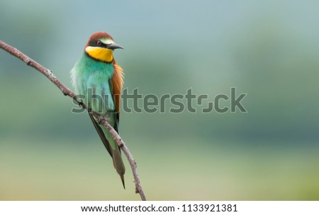 Foto Bild Porträt eines bunten Vogels