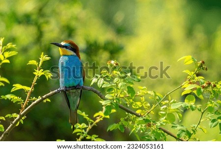 European bee-eater sits on a branch. Merops apiaster.