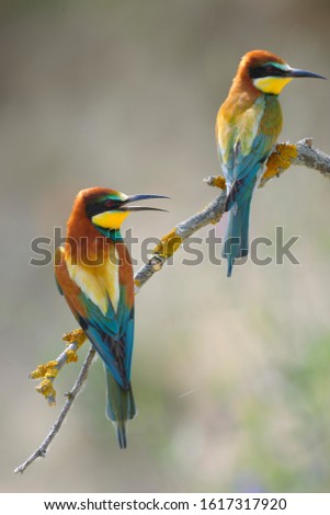 colorful bird Freedom