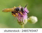 The European beewolf (Philanthus triangulum), also known as the bee-killer wasp or the bee-eating philanthus, is a solitary wasp that lives in the Western Palearctic and Afrotropics.