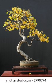 European Birch Bonsai