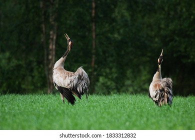 European Bird Common Crane, Grus Grus Spring Mating Dance On The Meadow In Northern Finland.
