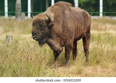 European Bison in the Belavezhskaya Pushcha National Park in Belarus