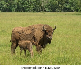 European Bison (Bison Bonasus). A Bison Calf Sucking Milk From A Mother In A Meadow