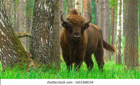 European bison (Bison bonasus) captured in Oka nature reserve, Russia
