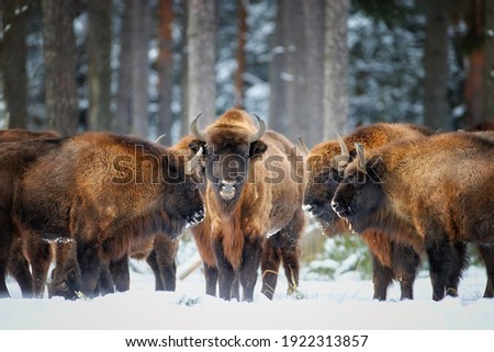 European bison, Bison bonasus. Herd of bisons standing with heads to each other in the snow of freezing winter forest. Bison family in its forest environment. Winter, Ralsko forest, Czech republic.