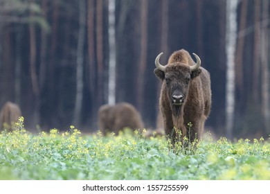 European Bison (Bison Bonasus) Knyszyn Forest, Poland