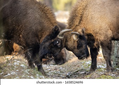 European Bison - Bison Bonasus In The Knyszyn Forest (Poland)