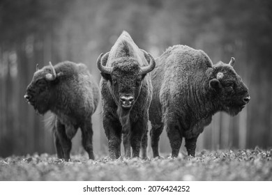 Bisonte europeo - Bison bonasus en el bosque de Knyszyn (Polonia)