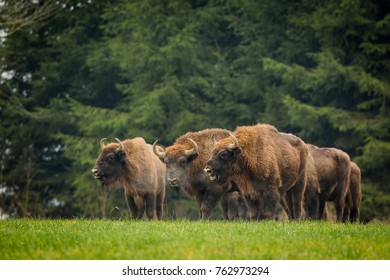 1,695 Bison belarus Images, Stock Photos & Vectors | Shutterstock