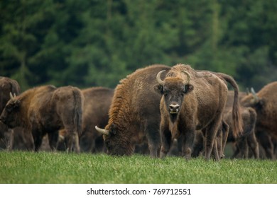 1,695 Bison belarus Images, Stock Photos & Vectors | Shutterstock