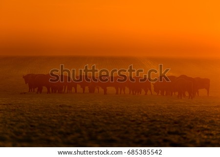 Similar – Herd of African elephants walking in Namibian landscape