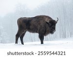 European bison, Bison bonasus, standing in freezing winter forest covered in snow, looking at camera. Bison,  in its european natural forest