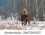 European bison (Bison bonasus) in winter Bialowieza forest, Poland