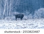 European bison (Bison bonasus) in winter Bialowieza forest, Poland