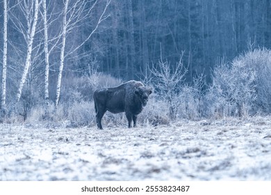 European bison (Bison bonasus) in winter Bialowieza forest, Poland