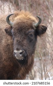 The European bison (Bison bonasus) or the European wood bison, also known as the wisent, or the zubr, or colloquially the European buffalo.