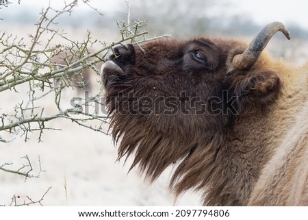 The European bison (Bison bonasus) or the European wood, also known as the wisent or colloquially the European buffalo. Winter time. Frozen weather.