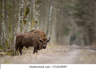 European Bison In Białowieża Forest In Poland