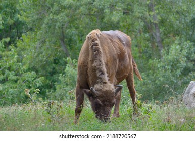 European Bison Grazing In The Meadow