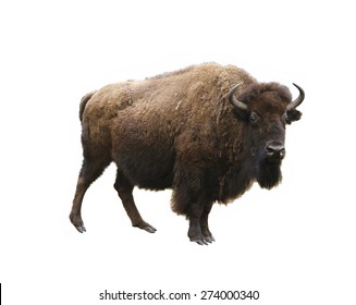 European Bison Isolated On White Background