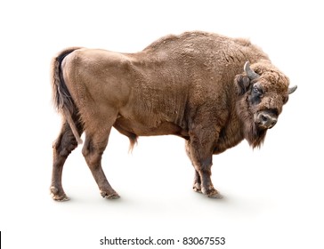 European Bison Isolated On White Background