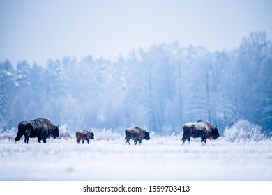 European bison on a cold winter day