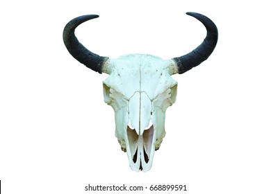 european bison skull, hunting trophy isolated over white background ( Bison bonasus )