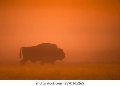 European bison at sunrise - European bison - Powered by Shutterstock