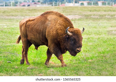 European Bison Walking In The Carpathian Mountains, Romania, Eastern Europe. Large Male Aurochs Complete Body View In An Animal Reservation. Wisent Close Up. 