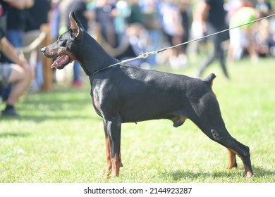 European Black Doberman At The Dog Show