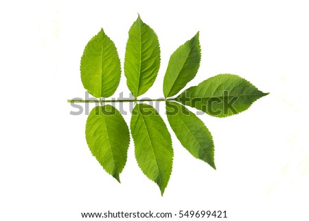 European black elderberry (Sambucus nigra) leaf isolaed on a white background. Herbarium series.