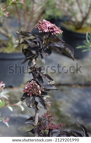 European black elderberry 'Black Tower' or 'Eiffel1' with dark leaves and narrow foliage (Sambucus nigra)