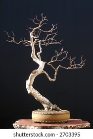 European Bog Birch Bonsai