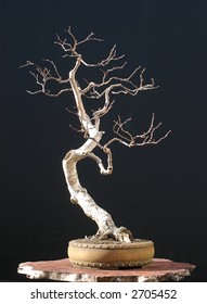 European Bog Birch Bonsai