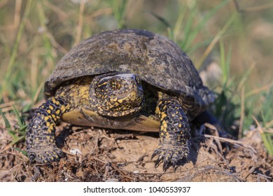 719 Bog Turtle Images, Stock Photos & Vectors | Shutterstock