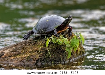 A European bog turtle resting on a mossy stone in a pond