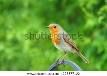 European or British Robin, Erithacus rubecula, an alert single bird sitting on garden fence in a Cotswold garden with diffused green backgroud, Painswick, Gloucestershire,UK