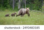 European brown bear with cubs (Ursus arctos) in summer