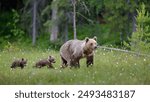 European brown bear with cubs (Ursus arctos) in summer