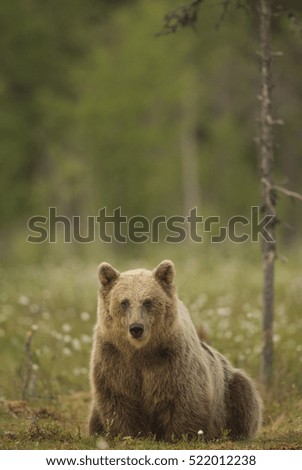 Similar – Brown Bear Adventure