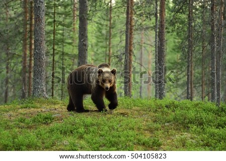 Similar – Image, Stock Photo The Russian Bear Nature