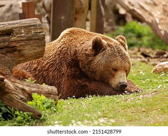 european brown bear sleeping in spring meadow, relaxing animals in the nature, close up